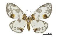 物種:Abraxas suspecta 攝影:吳士緯